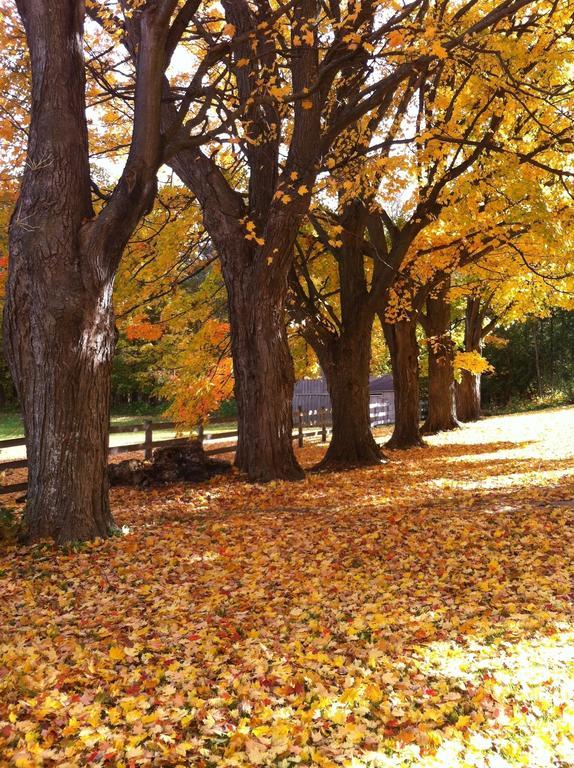 The Maples Bed And Breafast Angus Exterior foto
